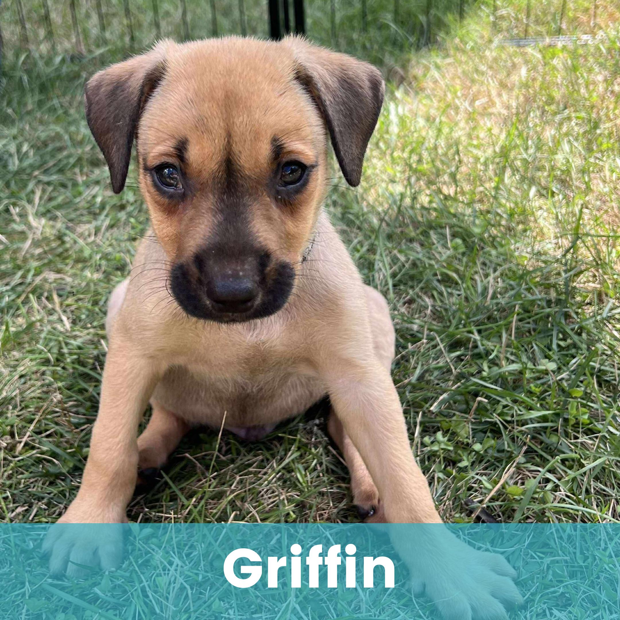 Griffin