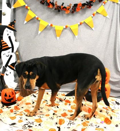 Enlarge Scout 1261-25, a Adoptable mixed breed in Cumming, GA image 1/3