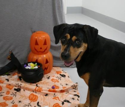 Enlarge Scout 1261-25, a Adoptable mixed breed in Cumming, GA image 2/3