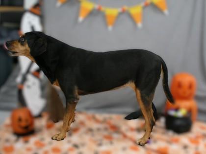 Enlarge Scout 1261-25, a Adoptable mixed breed in Cumming, GA image 3/3