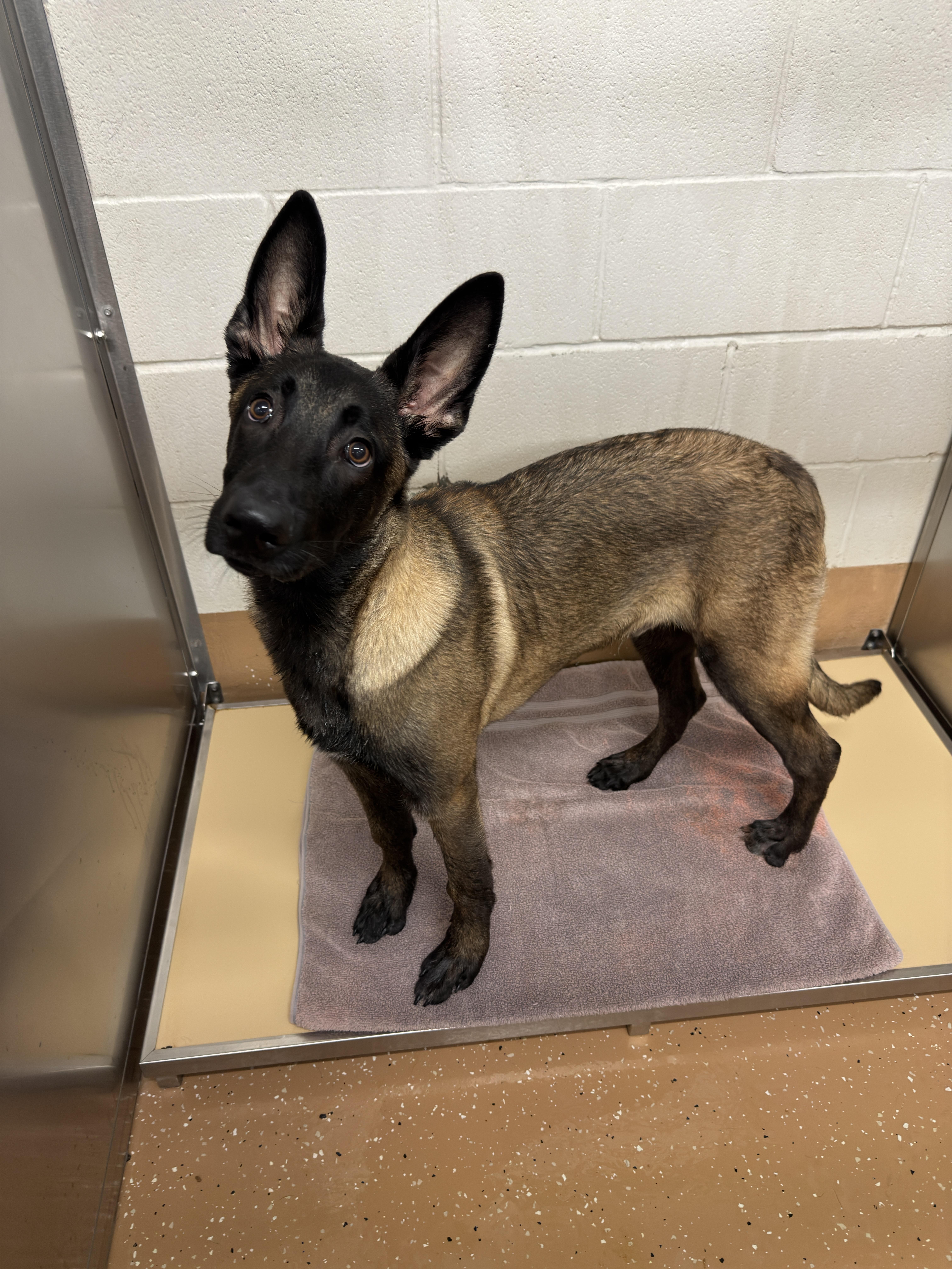Pickles, ADOPTABLE, Young Male Belgian Shepherd / Malinois.