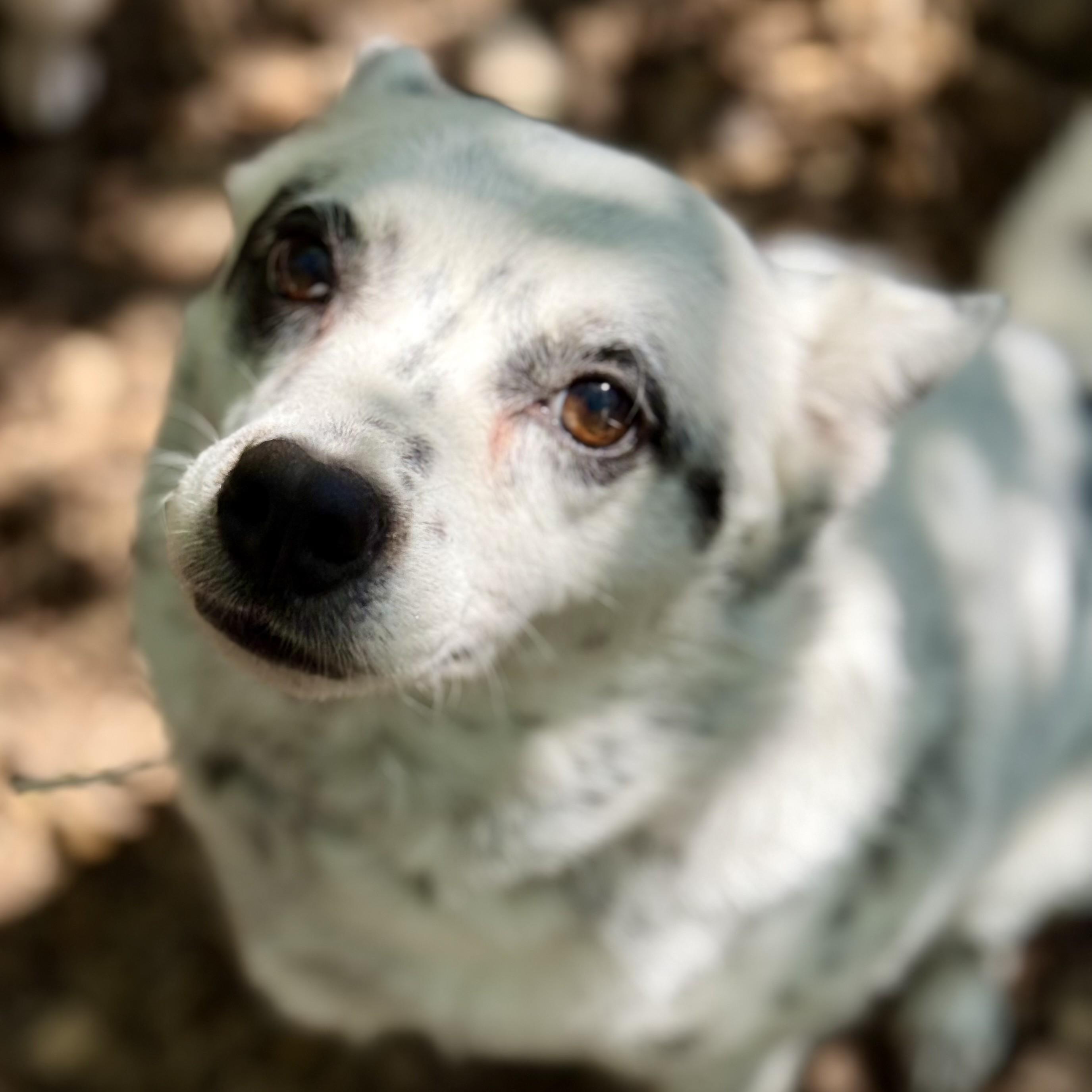 Enlarge Haru (53594), a ADOPTABLE Mixed Breed in Columbia, MD image 6/6