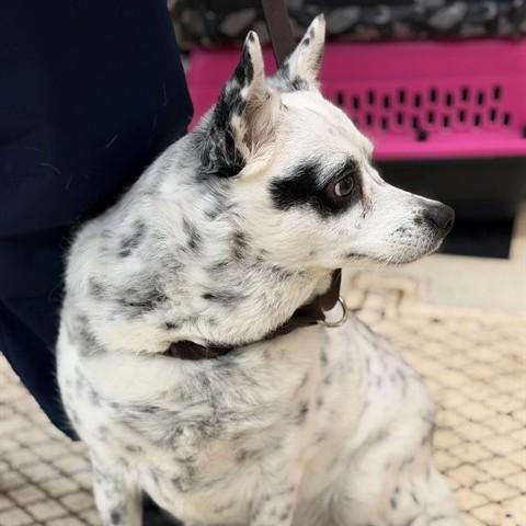 Enlarge Haru (53594), a ADOPTABLE Mixed Breed in Columbia, MD image 3/6