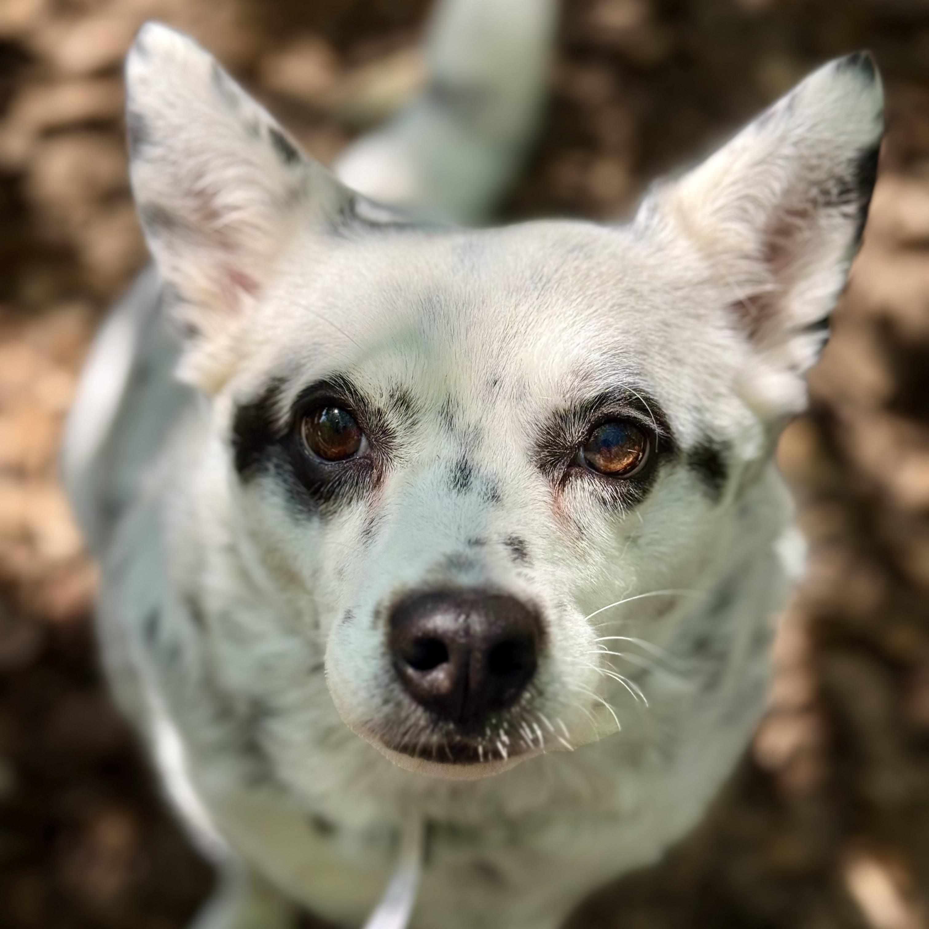 Haru (53594), ADOPTABLE, Adult Male Mixed Breed.
