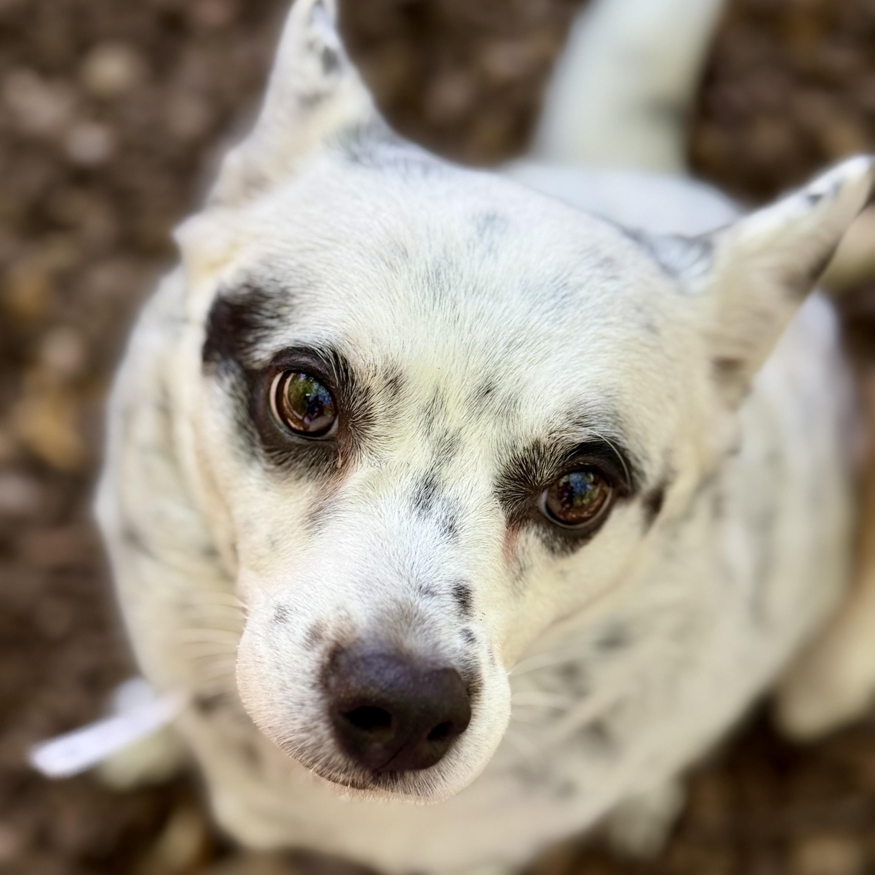 Enlarge Haru (53594), a ADOPTABLE Mixed Breed in Columbia, MD image 4/6