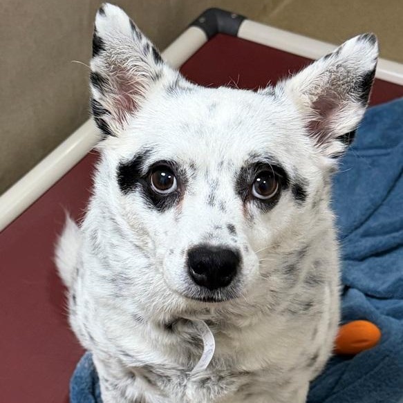 Enlarge Haru (53594), a ADOPTABLE Mixed Breed in Columbia, MD image 5/6