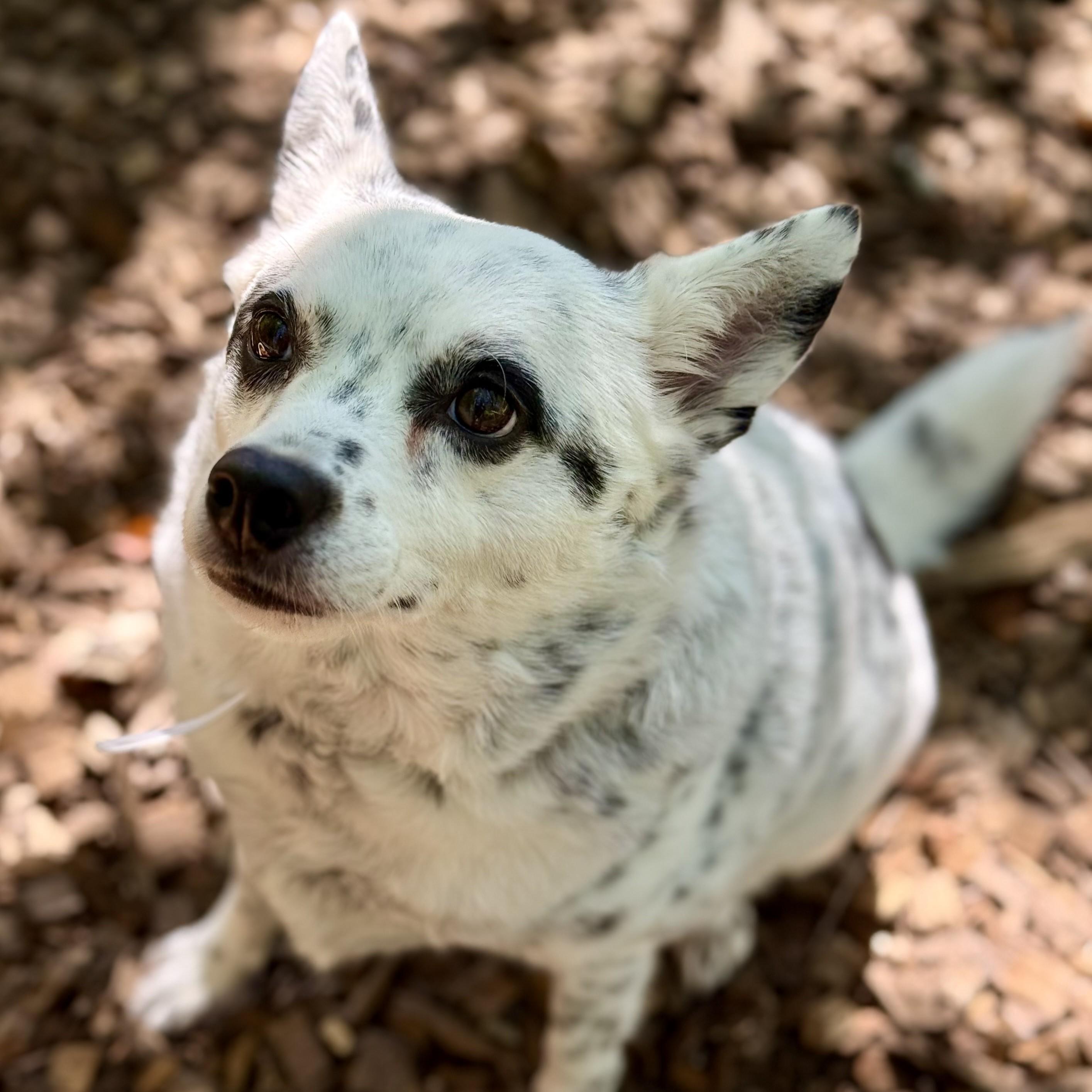 Enlarge Haru (53594), a ADOPTABLE Mixed Breed in Columbia, MD image 2/6