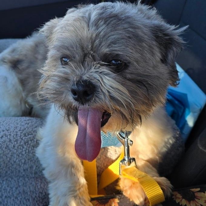 Enlarge Sherman, a ADOPTABLE Shih Tzu in Maumee, OH image 2/3