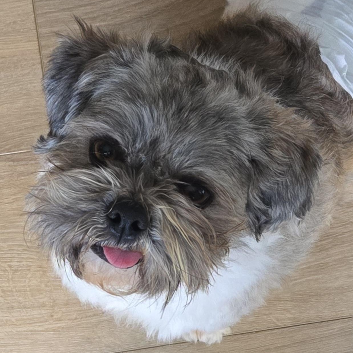 Enlarge Sherman, a ADOPTABLE Shih Tzu in Maumee, OH image 3/3