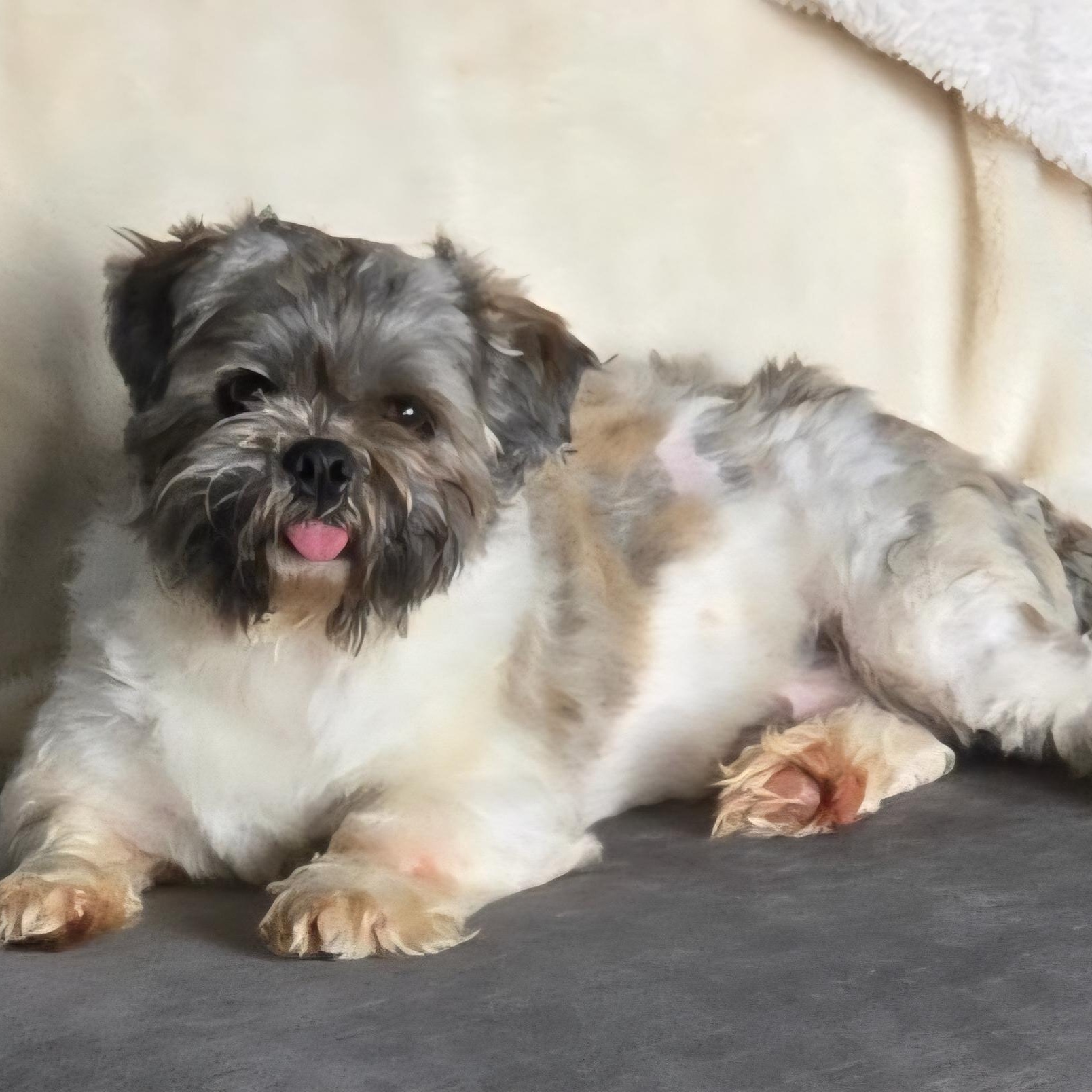 Sherman, ADOPTABLE, Young Male Shih Tzu.