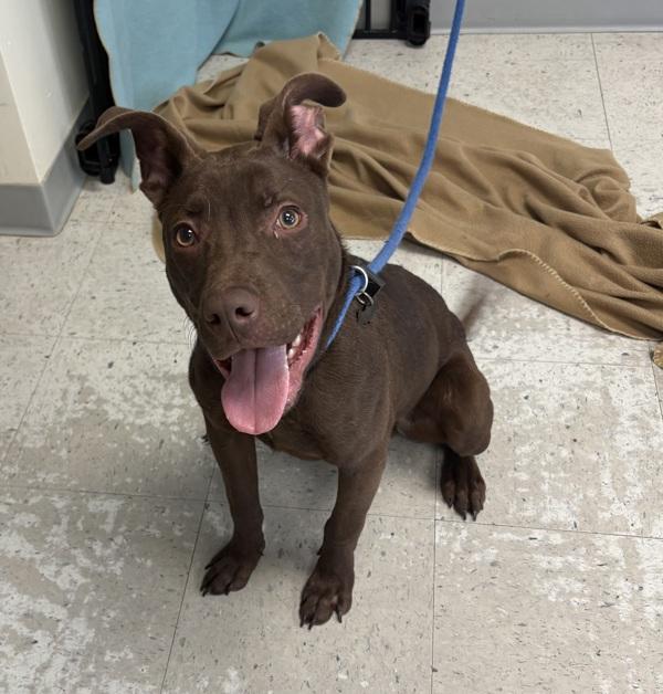 *Rodeo*, Adoptable, Young Male Pit Bull Terrier.