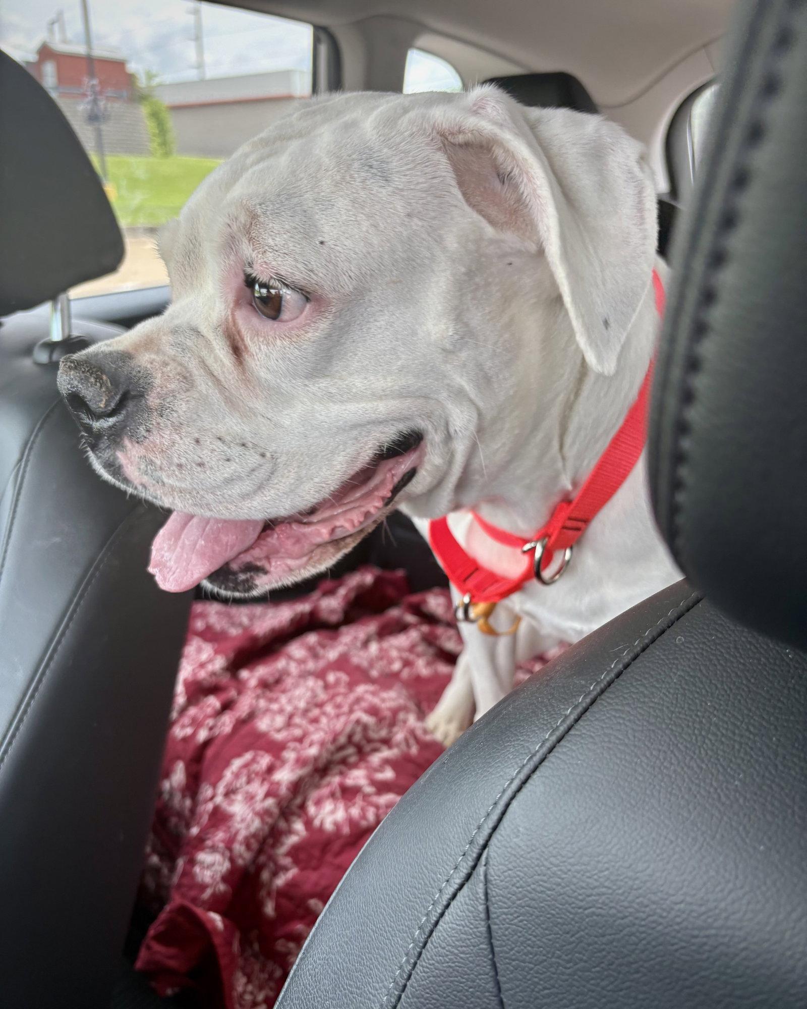 Enlarge Taylor, a Adopted Boxer in Monticello, NY image 1/2