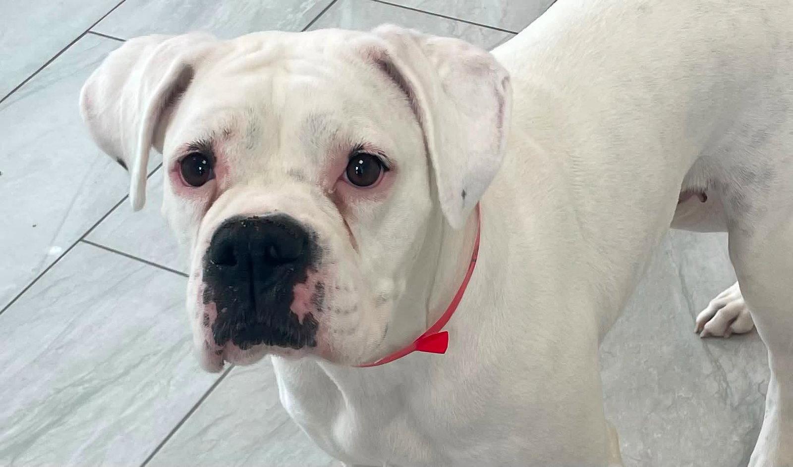 Enlarge Taylor, a Adopted Boxer in Monticello, NY image 2/2