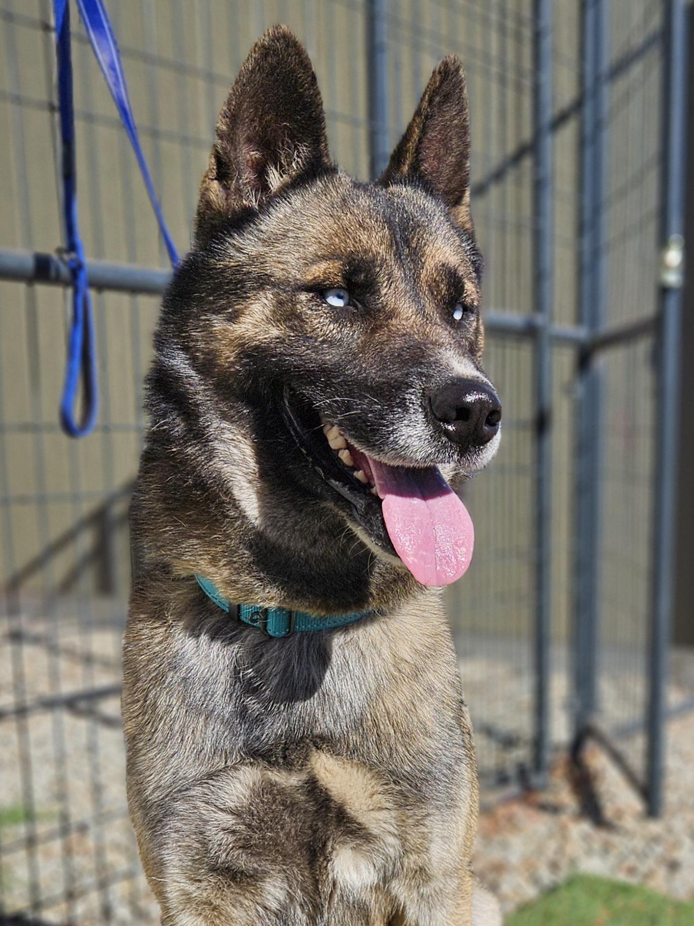 Enlarge Lobo , a ADOPTABLE mixed breed in Temecula, CA image 2/6
