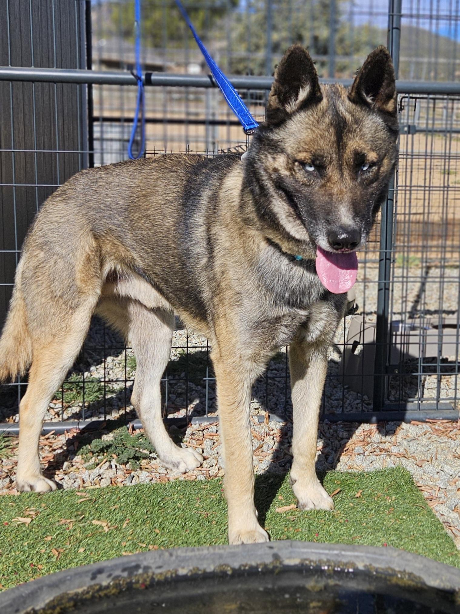 Lobo , ADOPTABLE, Adult Male German Shepherd Dog & Husky.