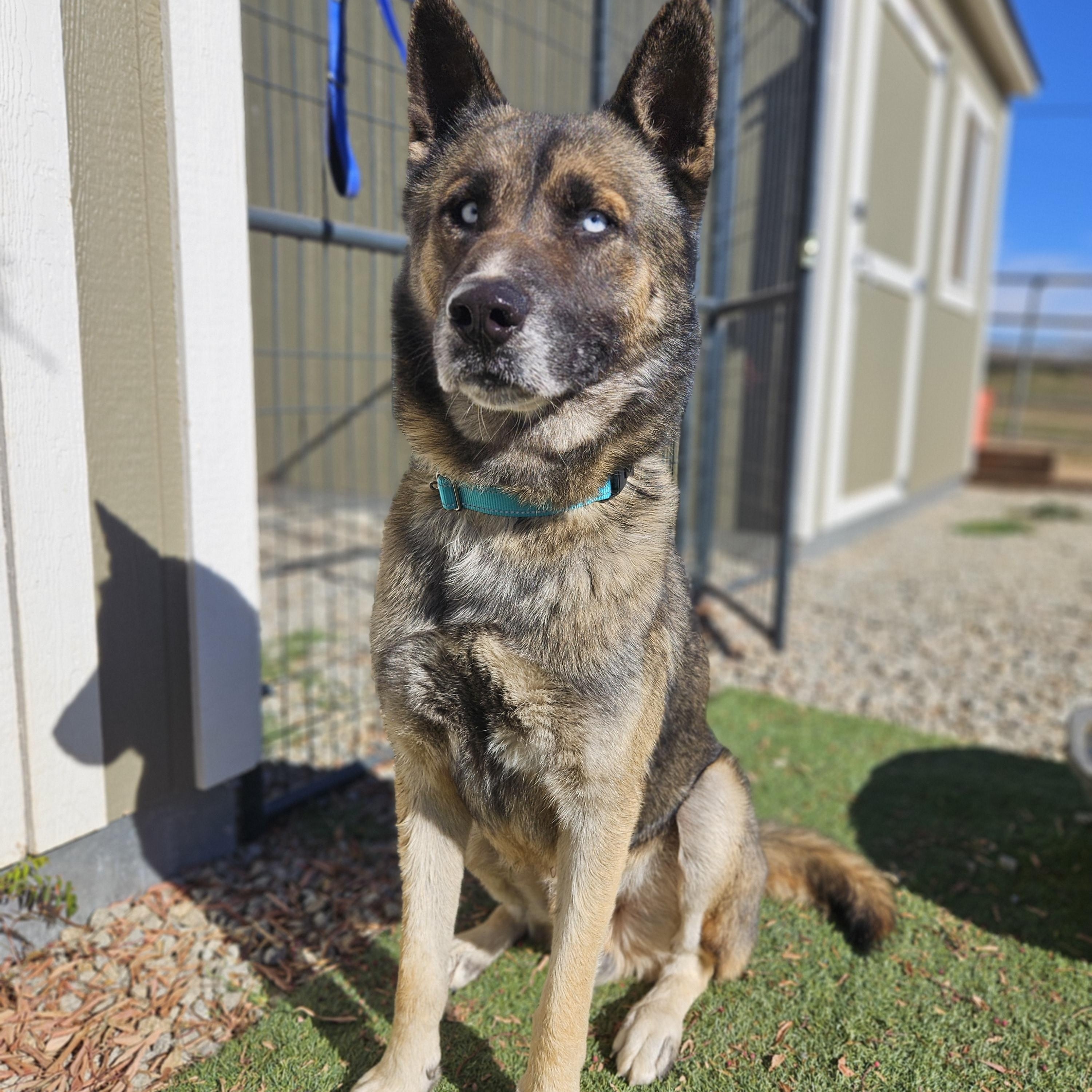Enlarge Lobo , a ADOPTABLE mixed breed in Temecula, CA image 5/6