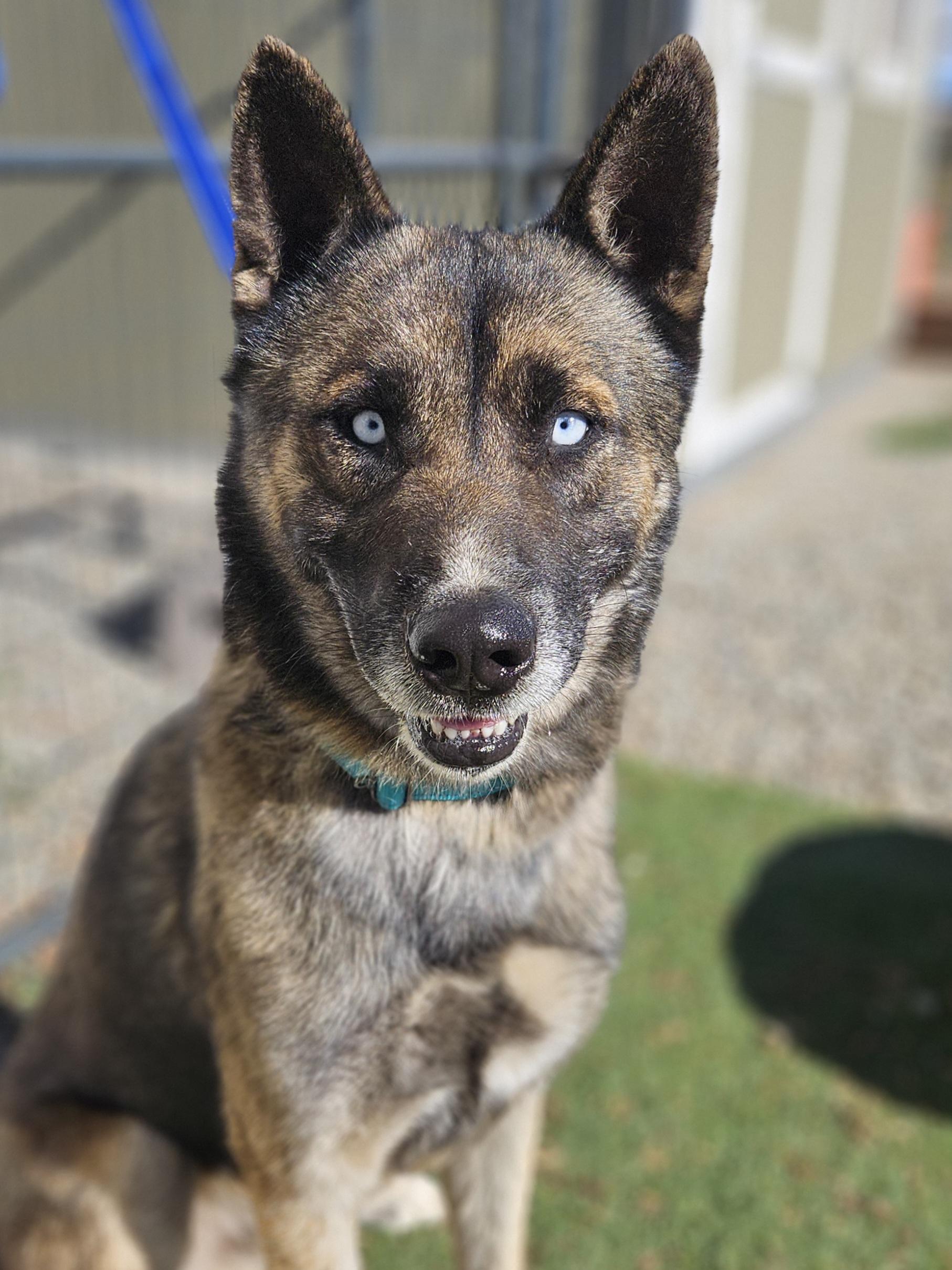 Enlarge Lobo , a ADOPTABLE mixed breed in Temecula, CA image 3/6