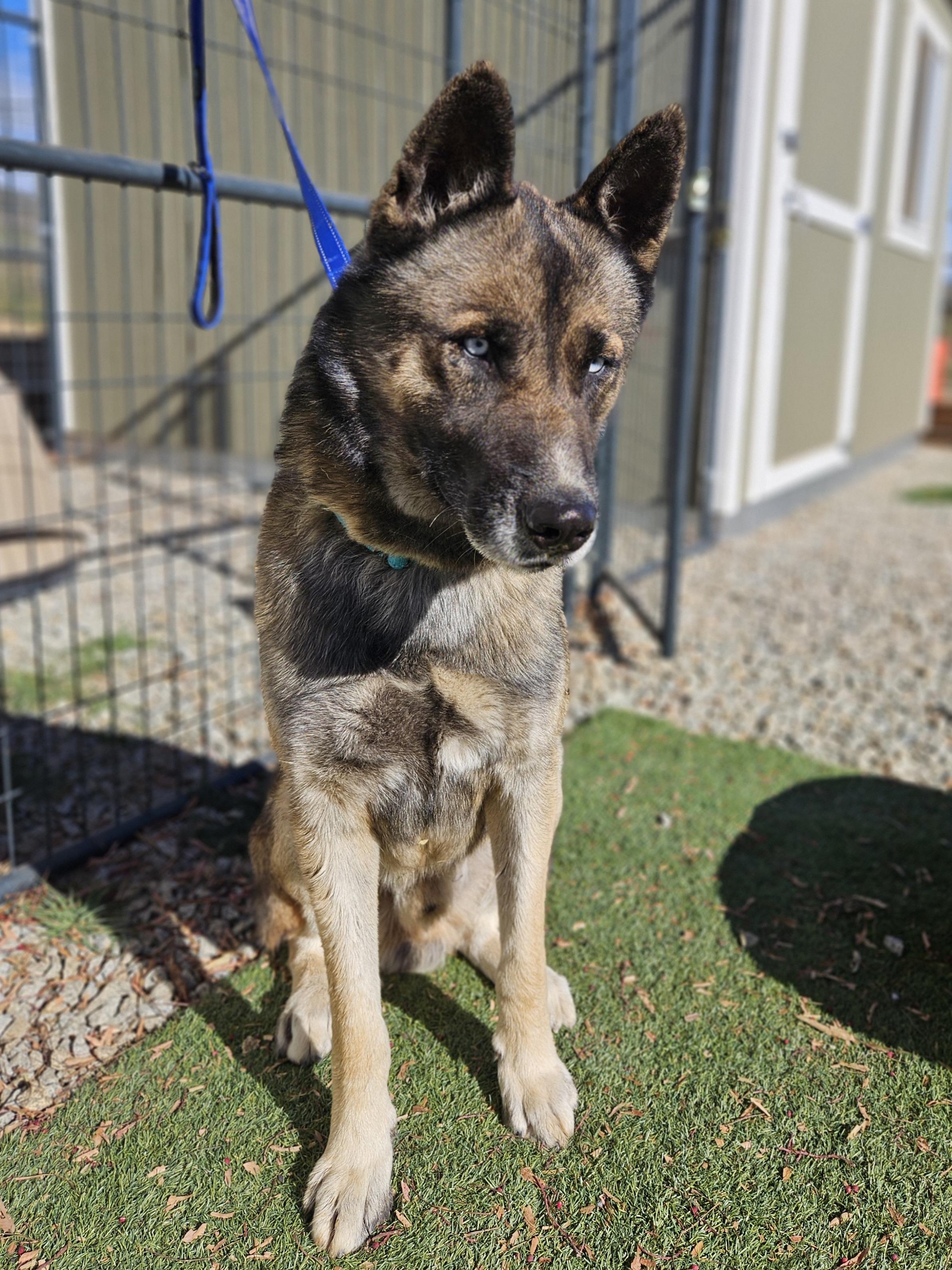 Enlarge Lobo , a ADOPTABLE mixed breed in Temecula, CA image 4/6