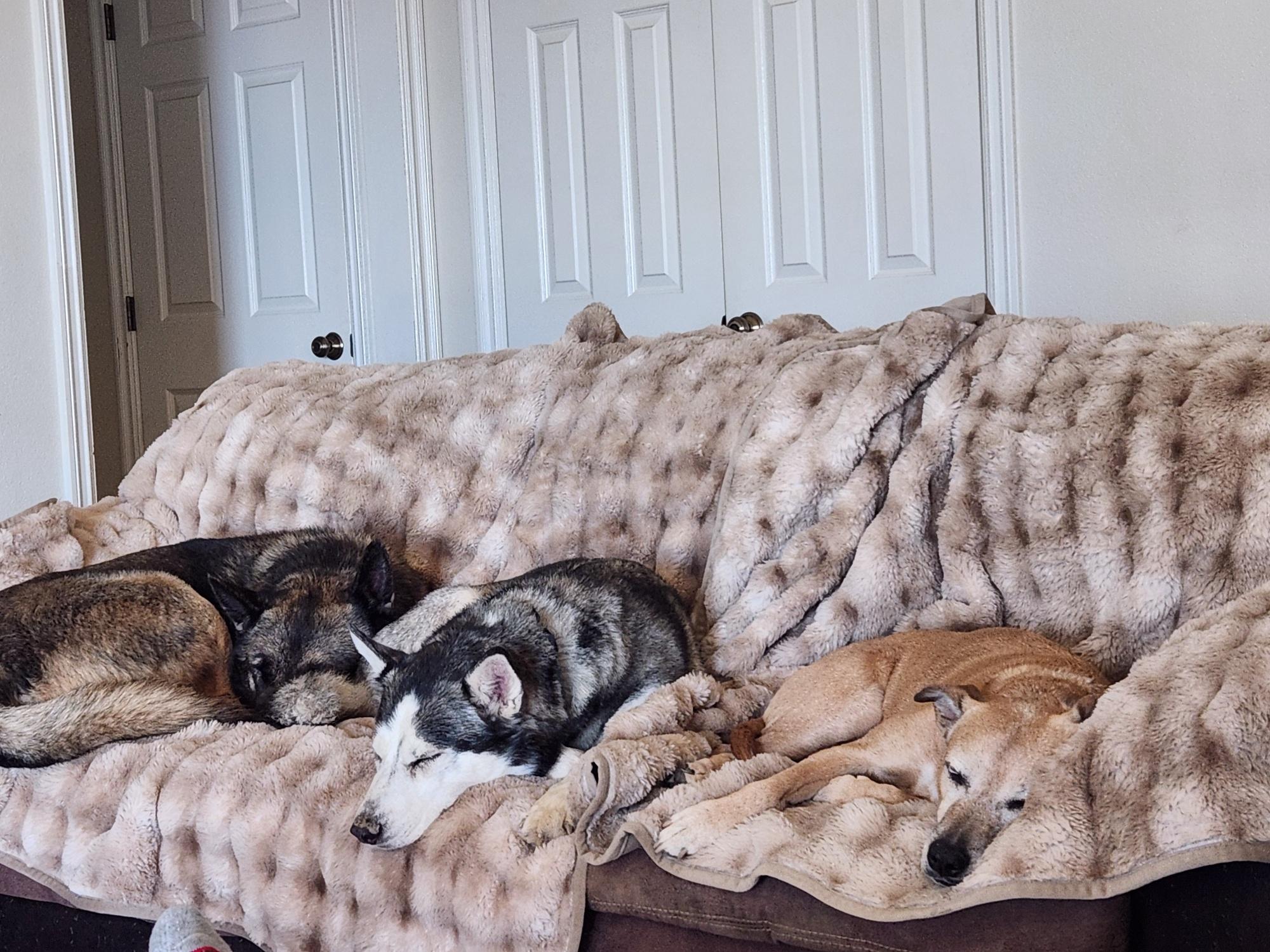 Enlarge Lobo , a ADOPTABLE mixed breed in Temecula, CA image 6/6