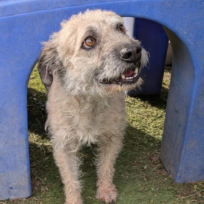 Poirot, Adult Male Terrier