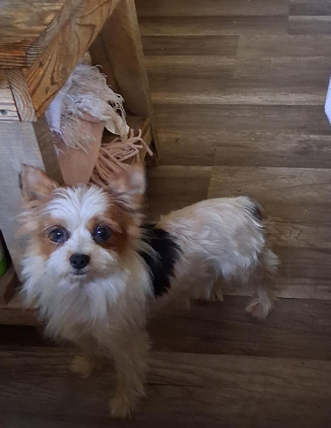 Biiannea, adopted, Young Female Yorkshire Terrier.