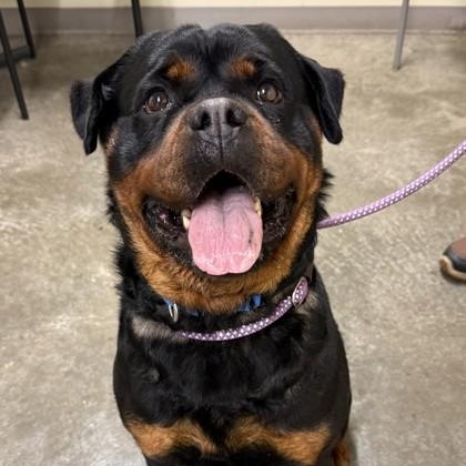 Enlarge Fawn, an adopted Rottweiler in Lancaster, PA image 1/3