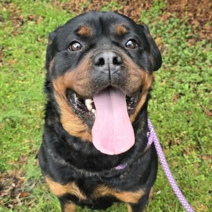Enlarge Fawn, an adopted Rottweiler in Lancaster, PA image 3/3