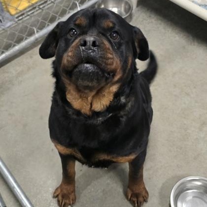 Enlarge Fawn, an adopted Rottweiler in Lancaster, PA image 2/3