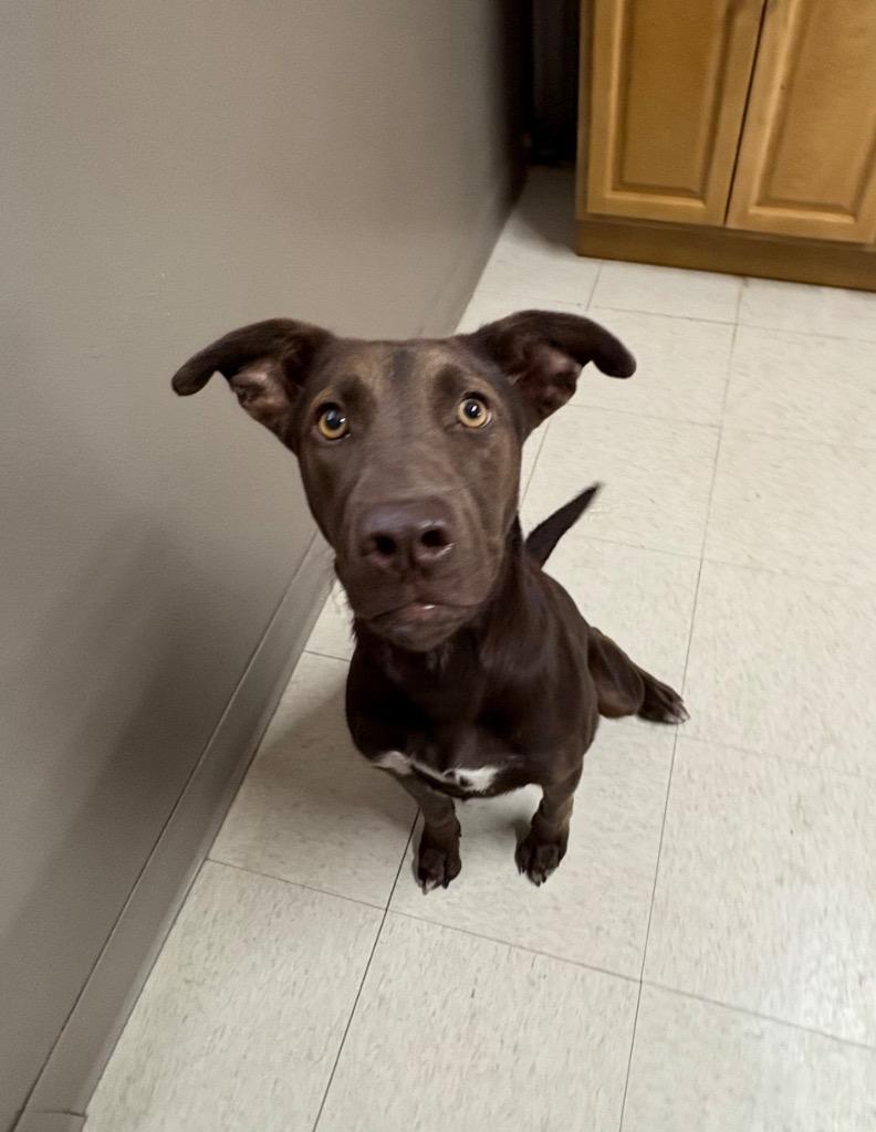 Liberty, Adoptable, Puppy Female Labrador Retriever & Mixed Breed.