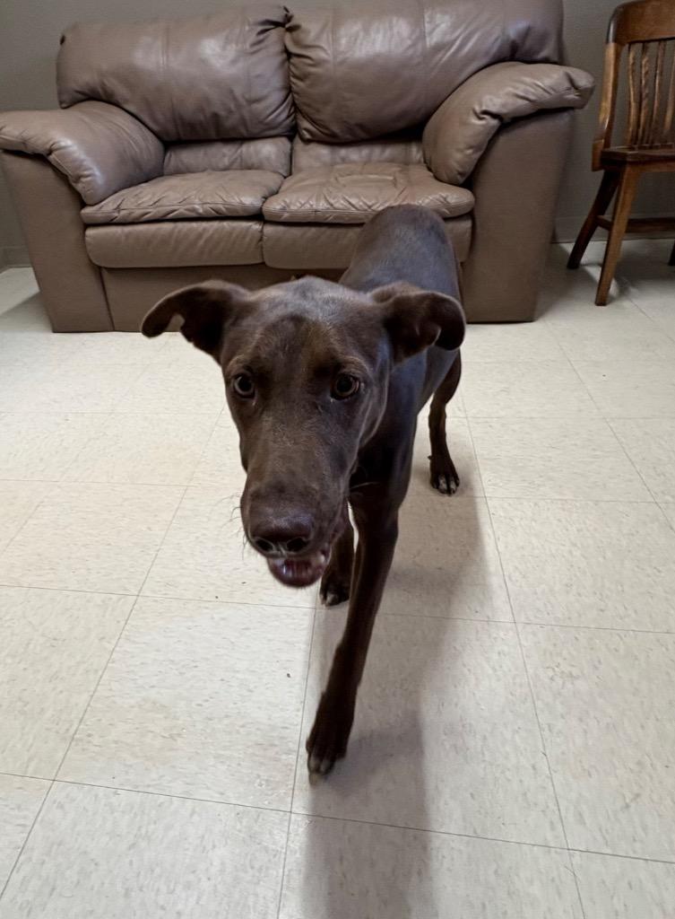 Enlarge Liberty, a Adoptable mixed breed in Fayetteville, TN image 2/4