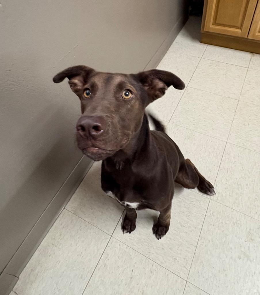 Enlarge Liberty, a Adoptable mixed breed in Fayetteville, TN image 3/4
