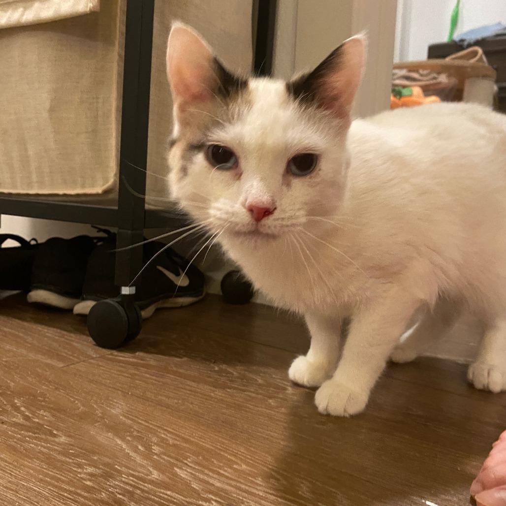 Amilee, Adoptable, Adult Female Domestic Short Hair.