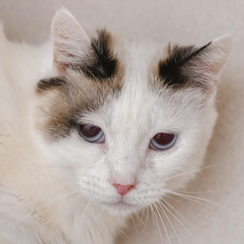 Amilee, a Adoptable Domestic Short Hair in Redwood City, CA image 2/5