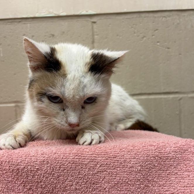 Amilee, a Adoptable Domestic Short Hair in Redwood City, CA image 3/5