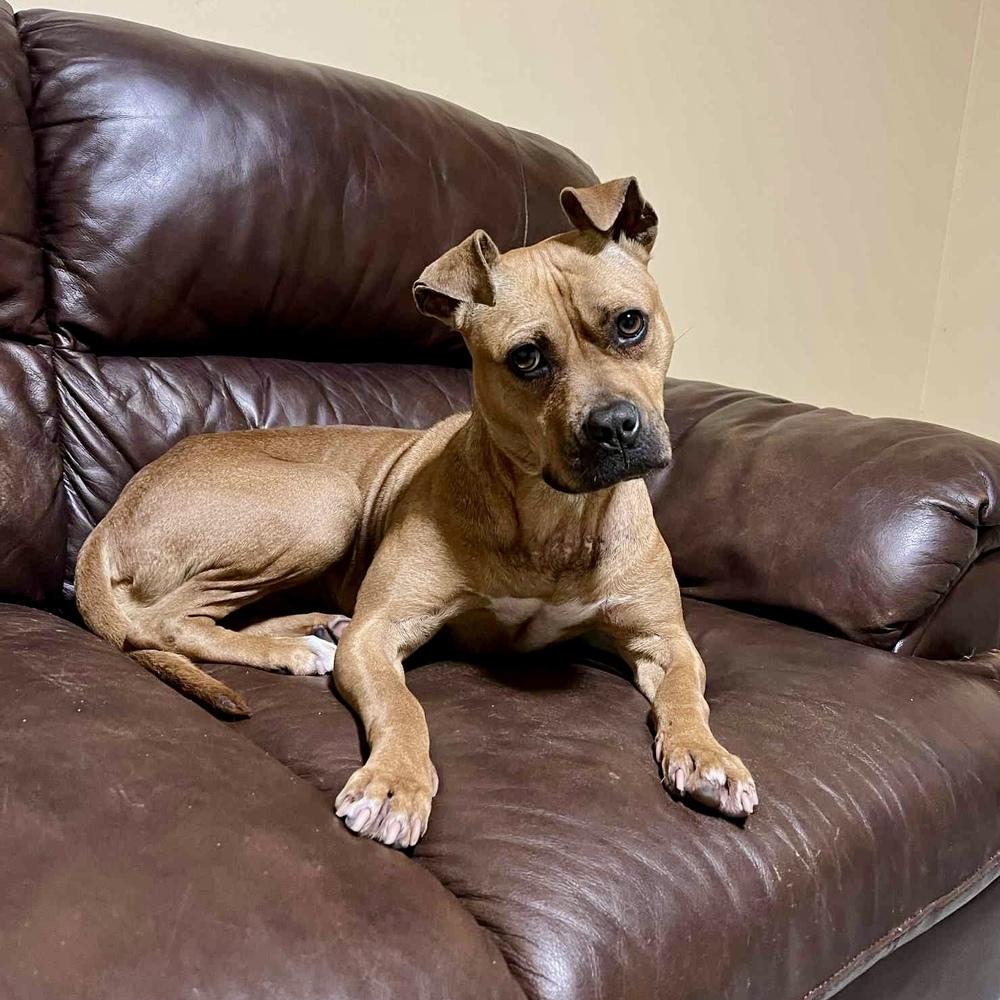 Enlarge Bean, a Adoptable mixed breed in Grand Rapids, MI image 1/4