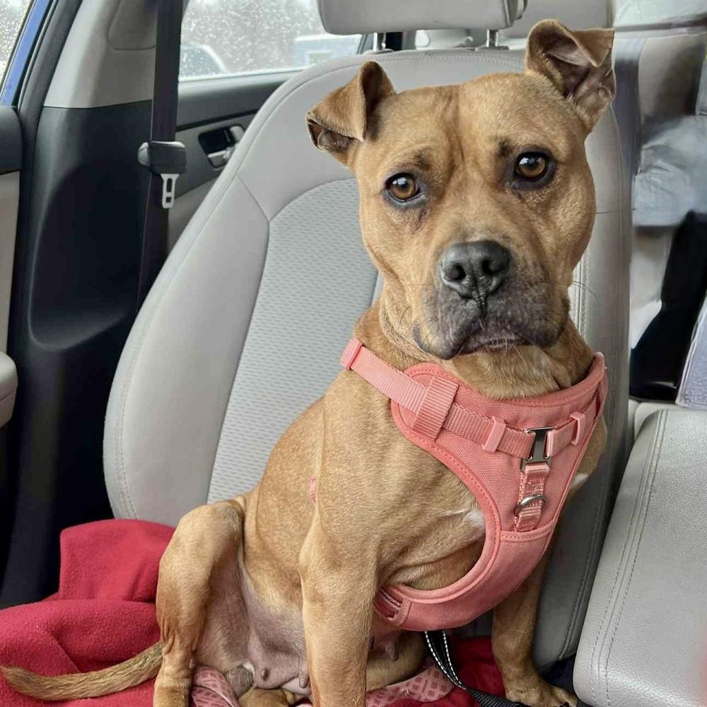 Enlarge Bean, a Adoptable mixed breed in Grand Rapids, MI image 2/4