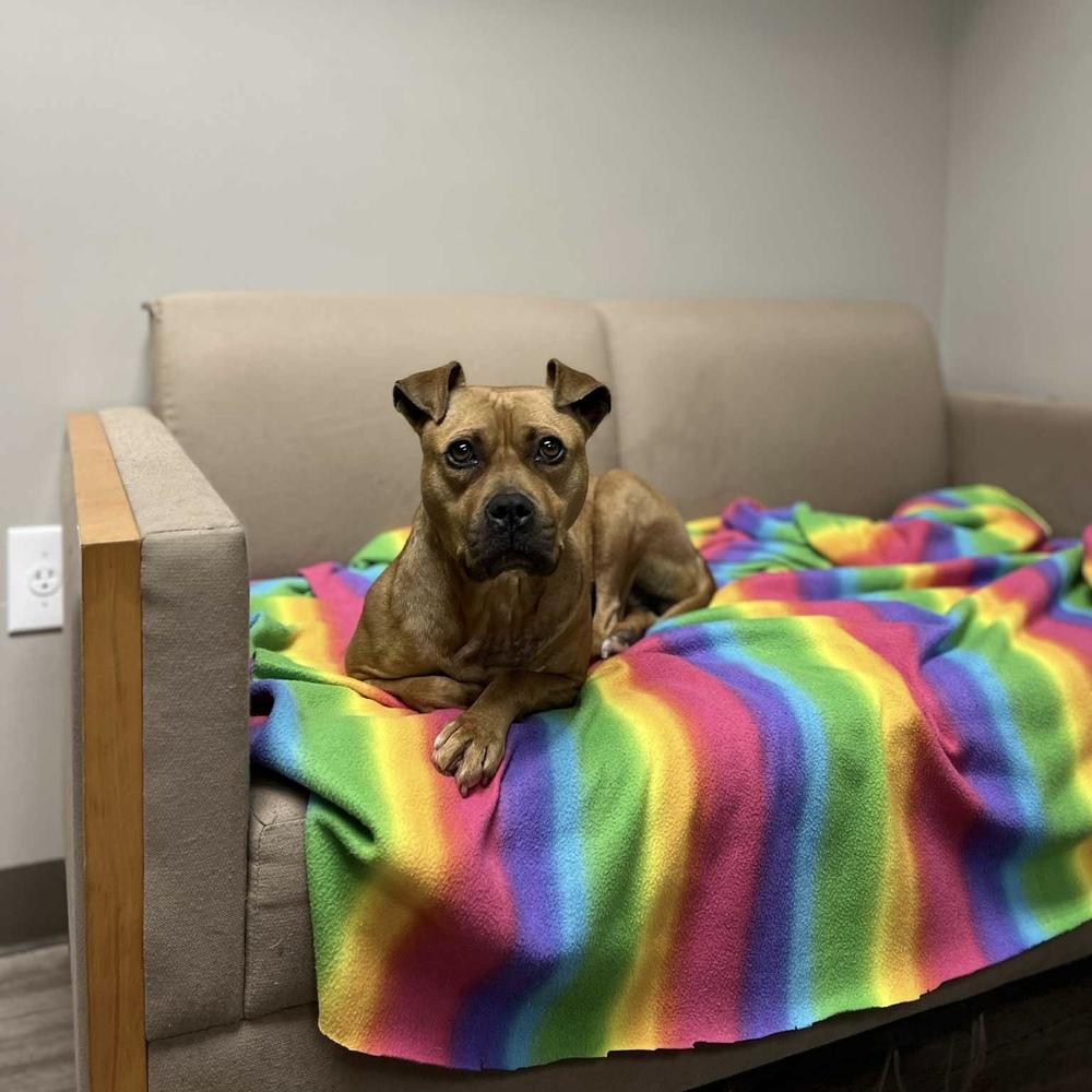 Enlarge Bean, a Adoptable mixed breed in Grand Rapids, MI image 3/4