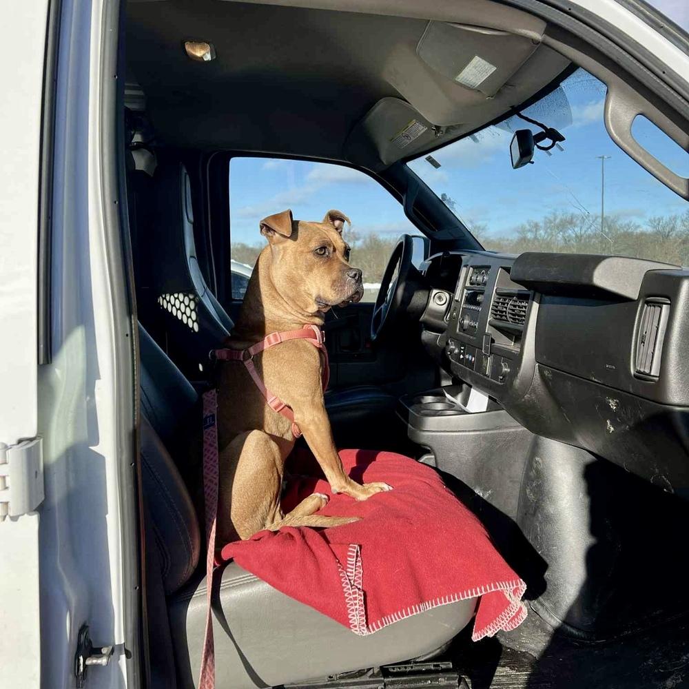 Enlarge Bean, a Adoptable mixed breed in Grand Rapids, MI image 4/4