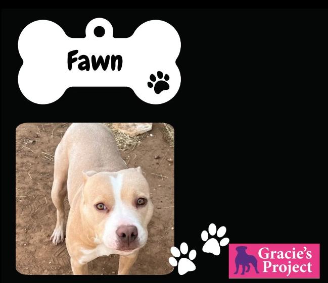 Fawn, Adult Female Pit Bull Terrier