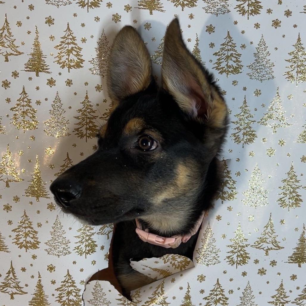 Naboo, a Adoptable German Shepherd Dog in Oxford, ME image 1/2