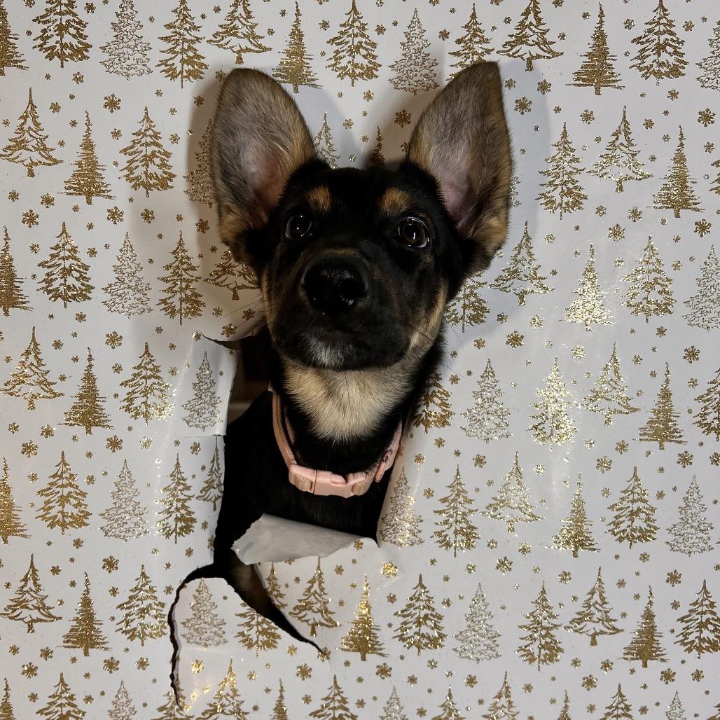 Naboo, a Adoptable German Shepherd Dog in Oxford, ME image 2/2