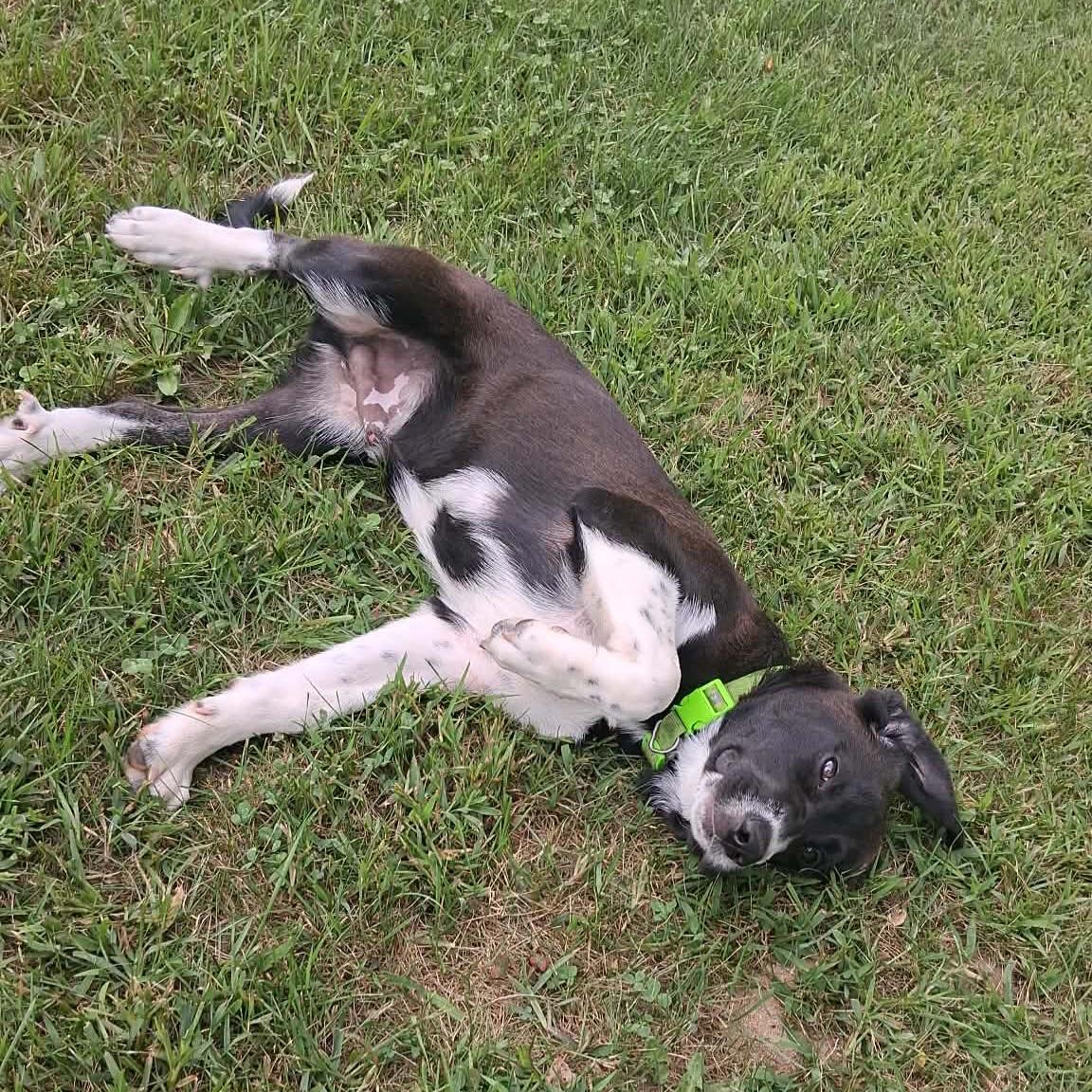 Tucker, a ADOPTABLE mixed breed in Grand Rapids, MI image 3/3