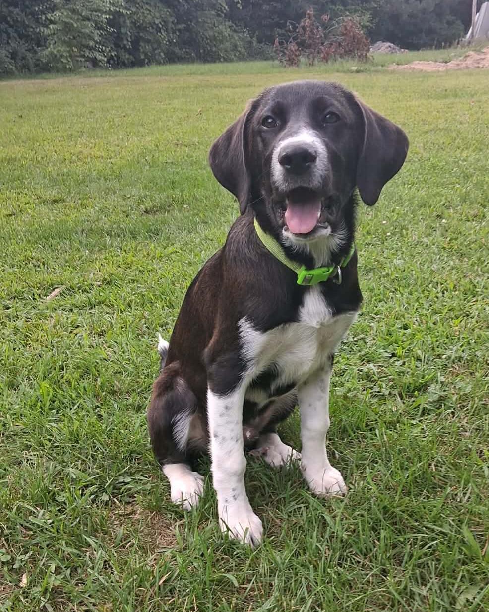 Tucker, ADOPTABLE, Puppy Male Labrador Retriever.
