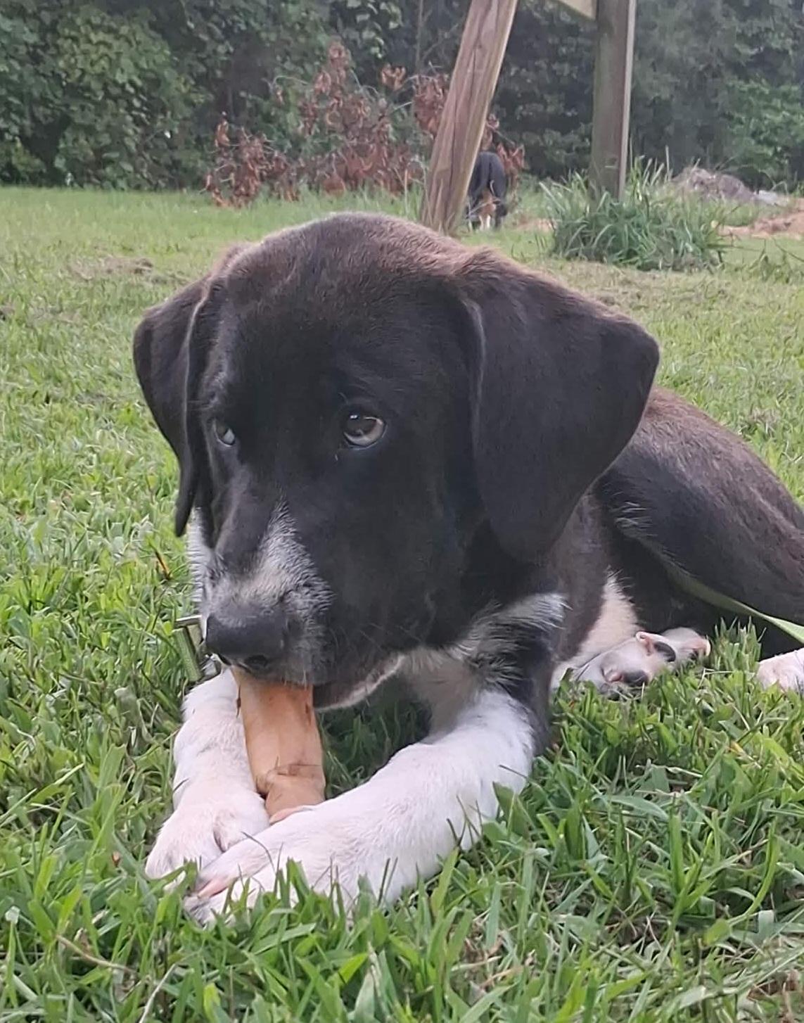 Tucker, a ADOPTABLE mixed breed in Grand Rapids, MI image 2/3