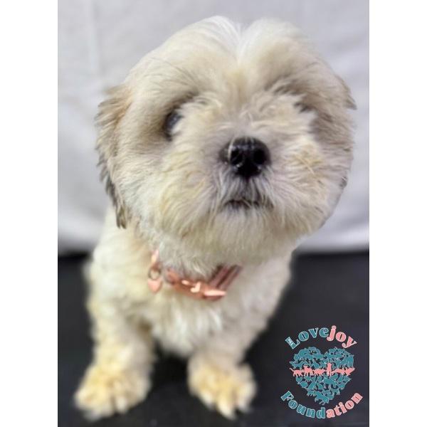Enlarge Chica COH, a Adoptable Shih poo in Inglewood, CA image 2/2