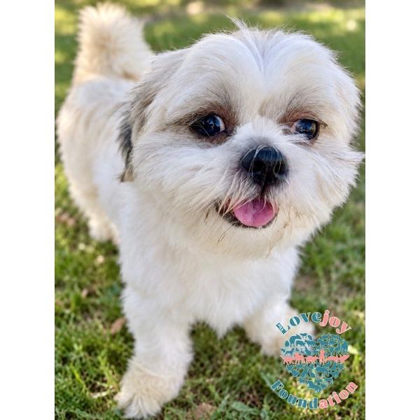 Enlarge Chica COH, a Adoptable Shih poo in Inglewood, CA image 1/2