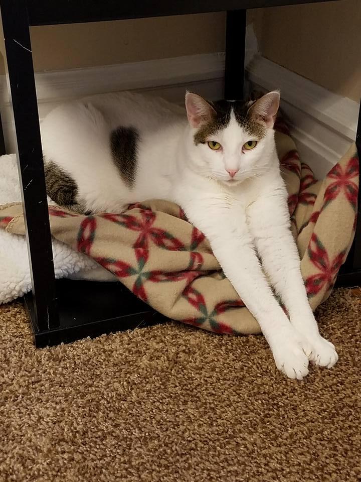 Sadie, a Adoptable mixed breed in Allentown, PA image 1/4