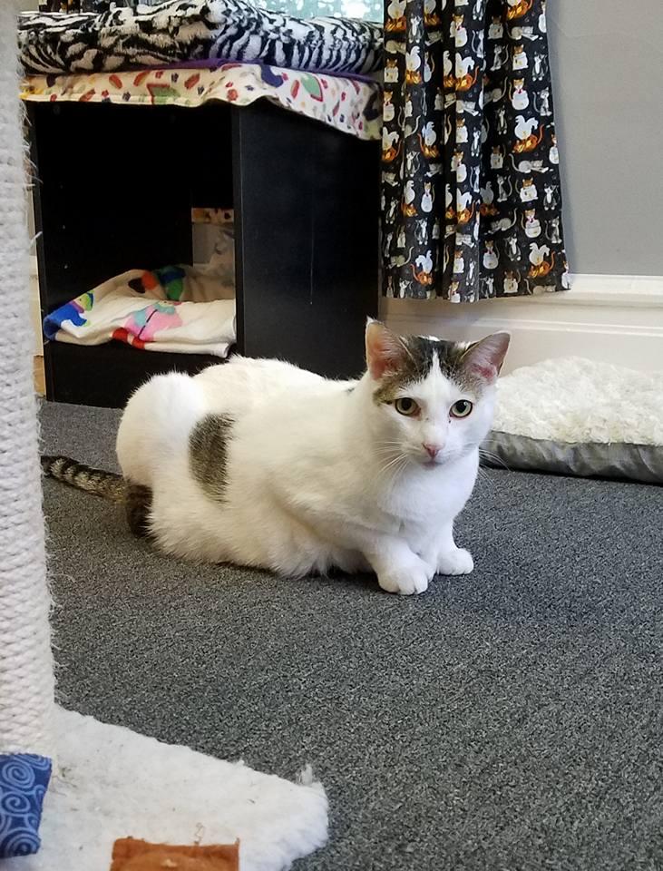 Sadie, a Adoptable mixed breed in Allentown, PA image 2/4