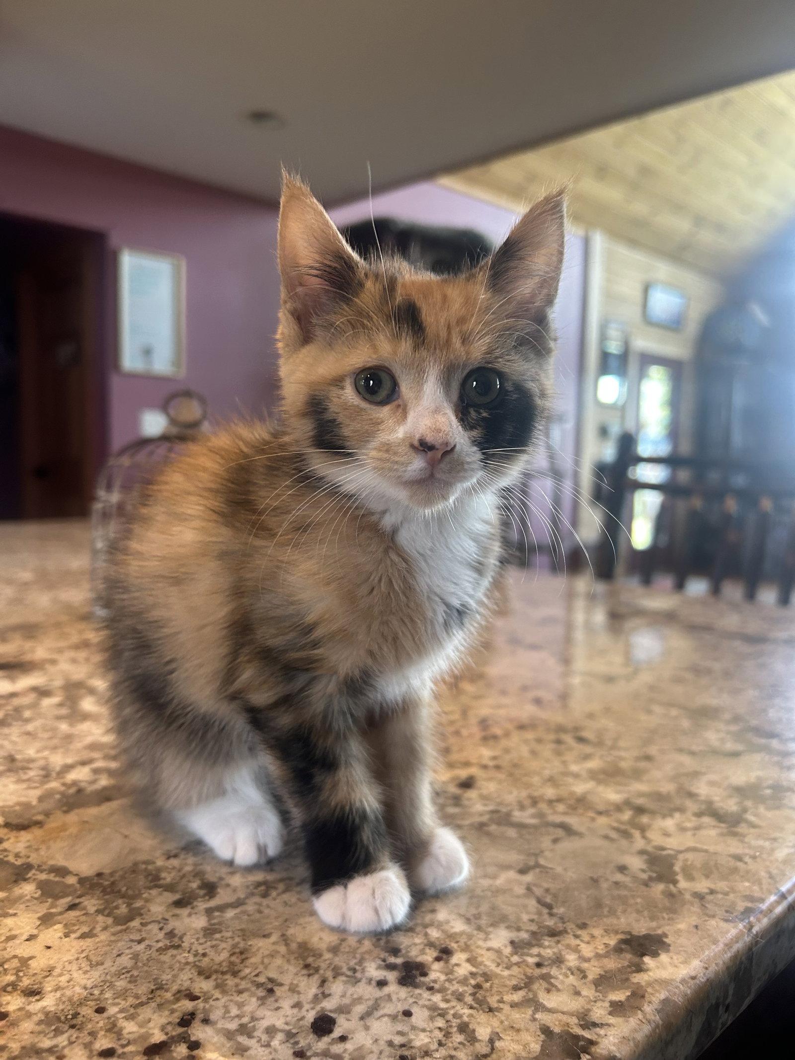 April Flowers (CP), Adopted, Kitten Female Domestic Medium Hair.