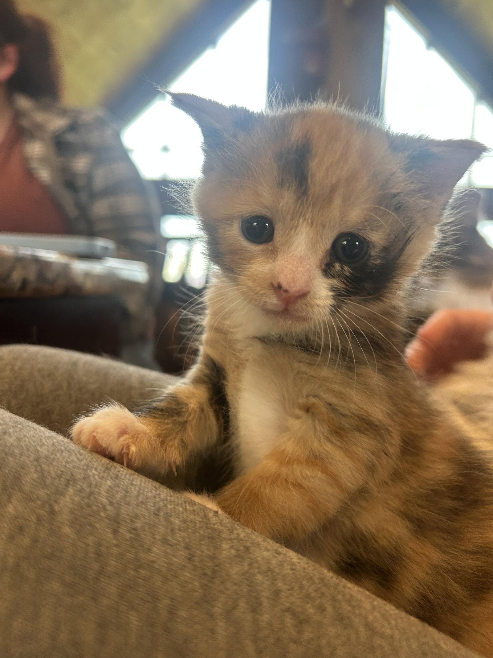 April Flowers (CP), a Adopted Domestic Medium Hair in Absecon, NJ image 2/3